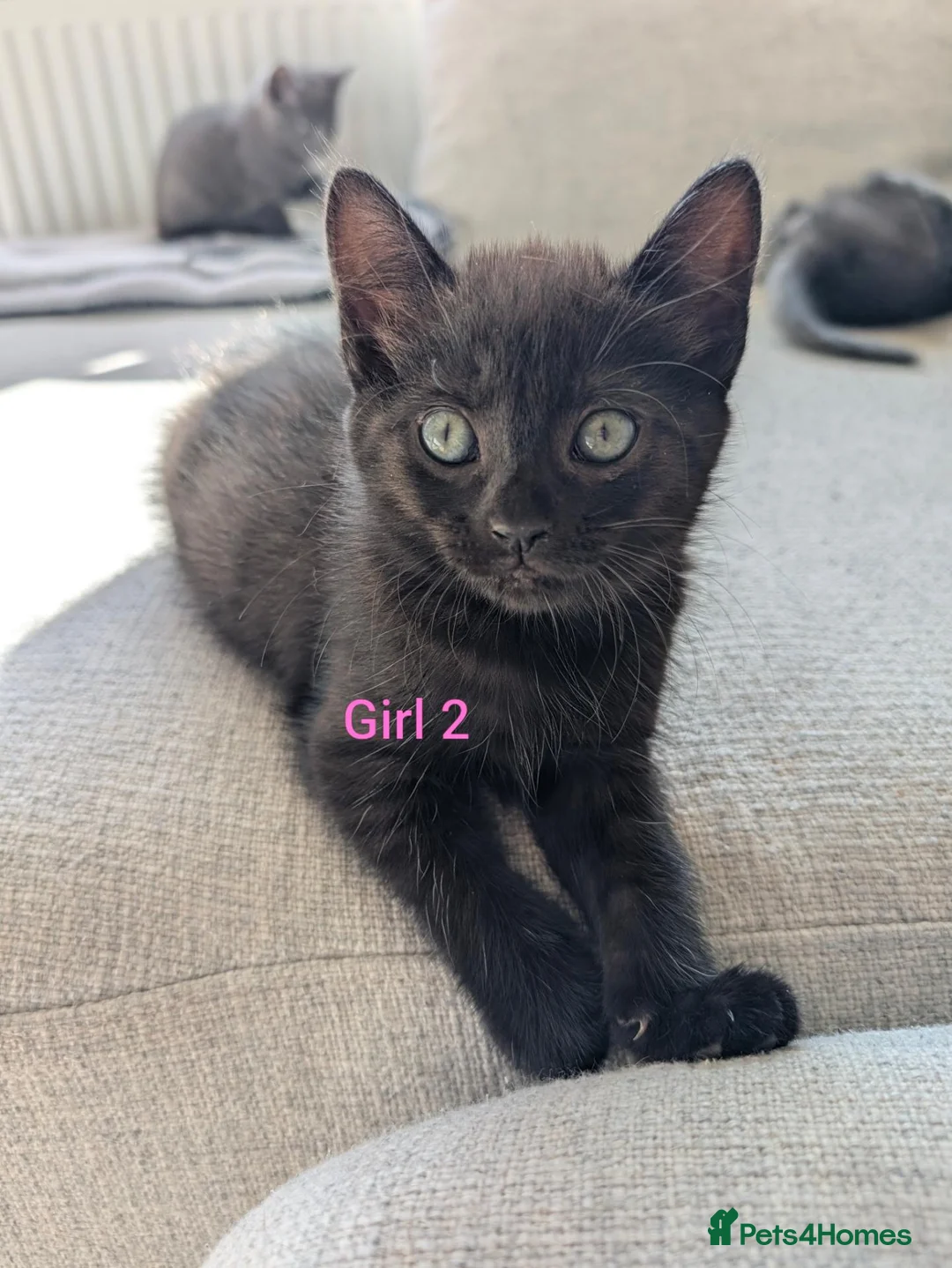 Mixed Breed cats for sale: 4 kittens for sale, ready to go - Advert 9