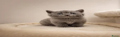 British Shorthair Kitten 4