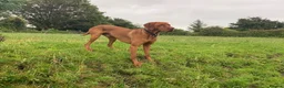Hungarian Vizsla dogs for stud: Hungarian Vizsla for stud! in Llantwit Major - Advert 8