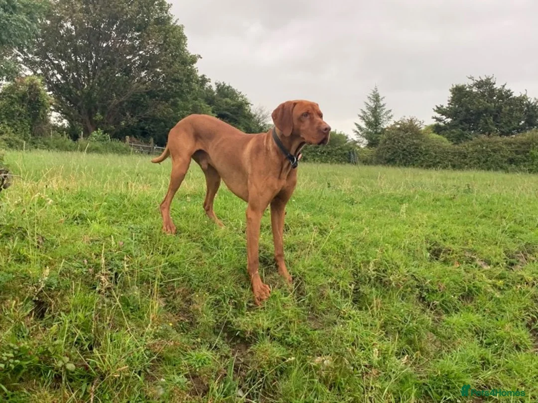 Hungarian Vizsla dogs for stud: Hungarian Vizsla for stud! in Llantwit Major - Advert 8