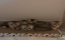 Scottish Fold cats for sale: Scottish fold and straights - Image 11