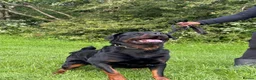 Rottweiler dogs for stud: KC Rottweiler Stud Available  - Advert 5