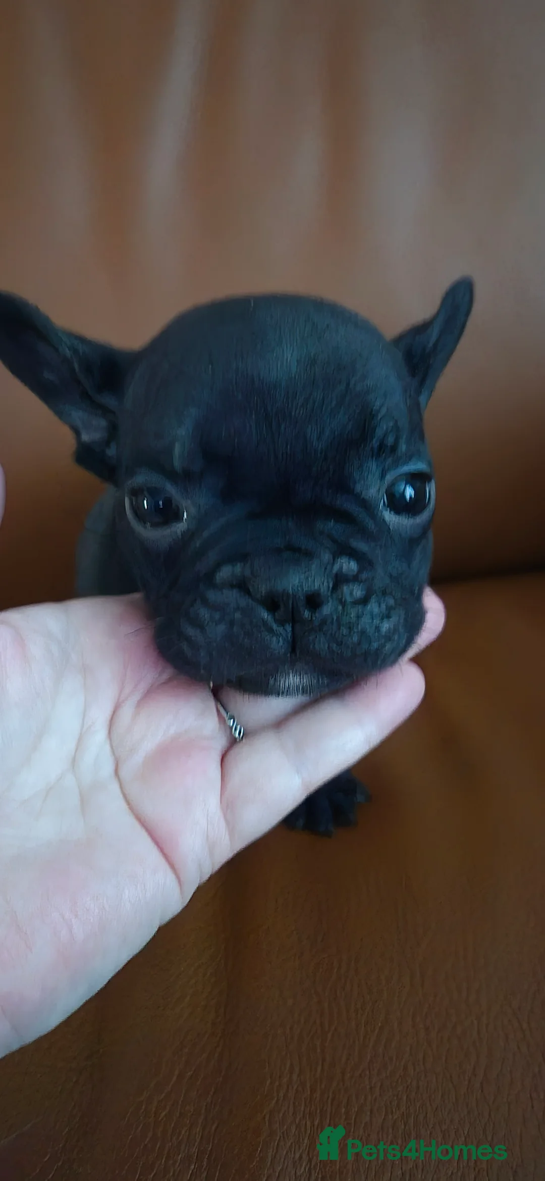 French Bulldog dogs for sale: Frenchie puppies ready to go - Advert 6
