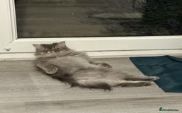 Ragdoll cats for sale: Loving Indoor Cat Duo Seeking Their Forever Home  - Image 7