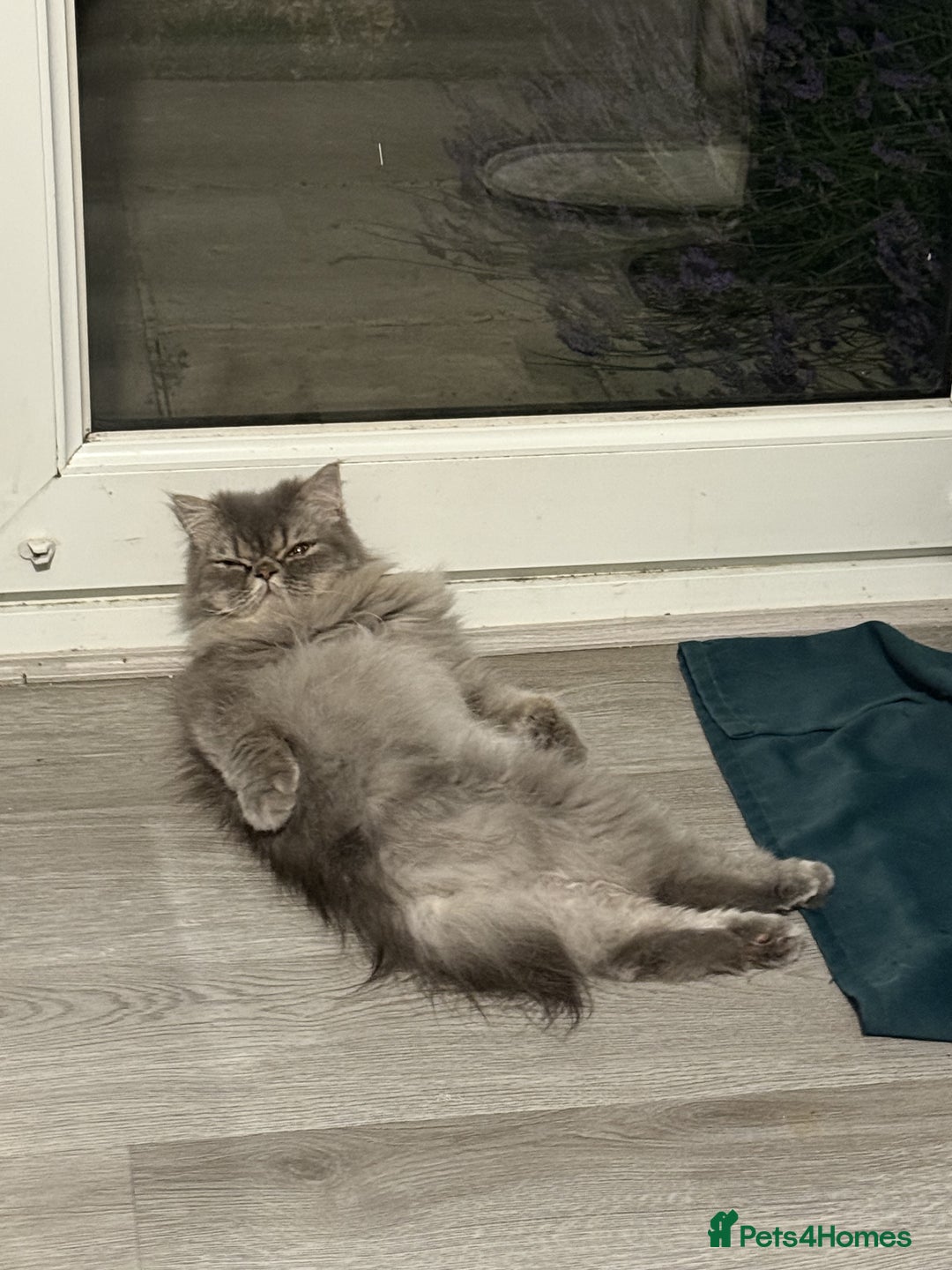 Ragdoll cats for sale: Loving Indoor Cat Duo Seeking Their Forever Home  - Image 7