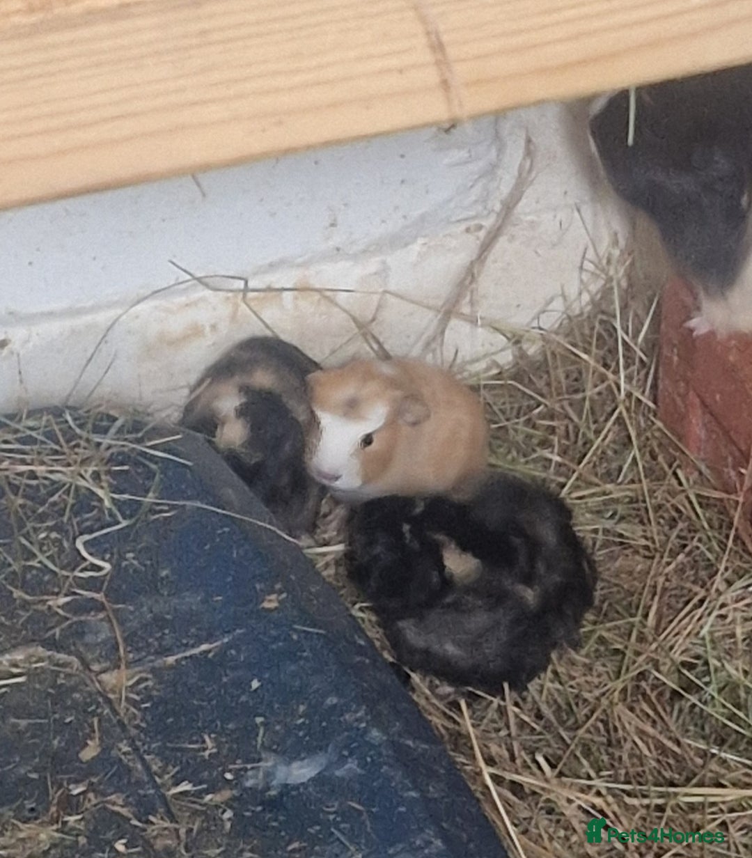 Guinea Pig rodents for sale: guinea pigs available  - Advert 13