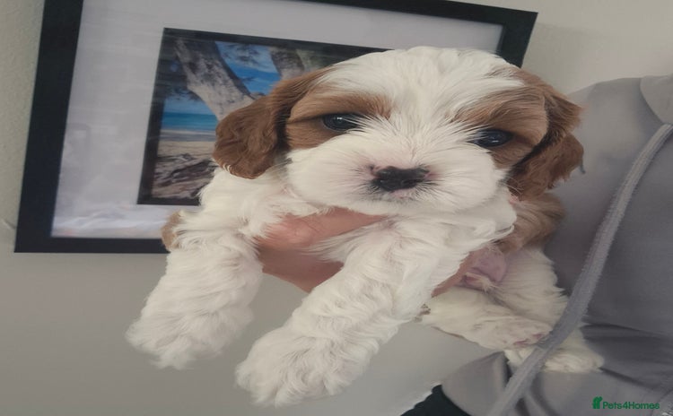 Cavapoo dogs - Advert 1
