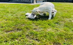 Labrador Retriever dogs for sale: Extensively health tested white chunky Labradors  - Image 5