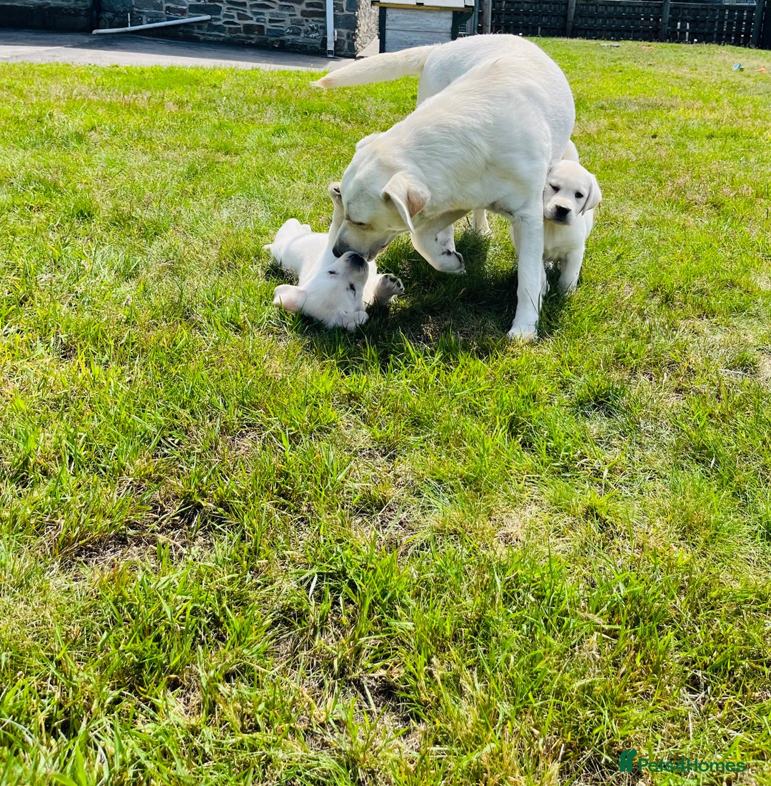 Labrador Retriever dogs for sale: Extensively health tested white chunky Labradors  - Image 5