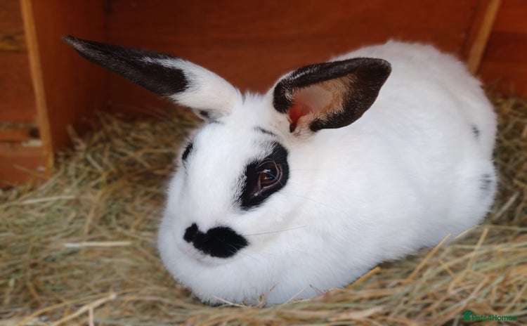 English Spot rabbits - Advert 12