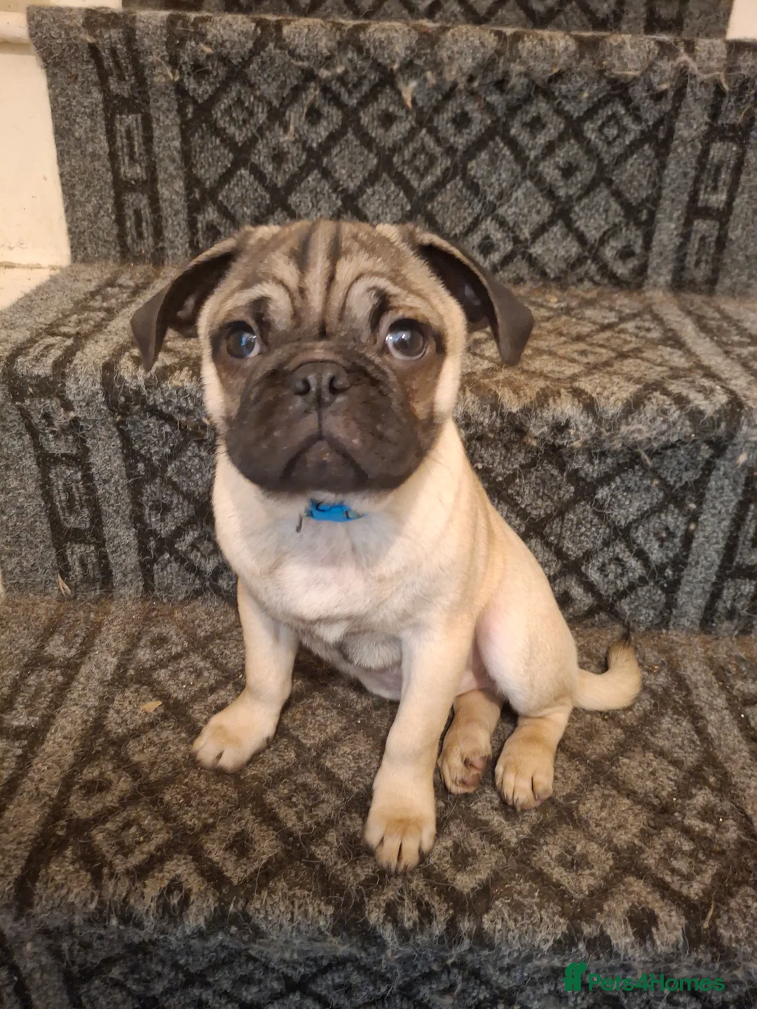 Pug dogs for sale: Lovely pug pups for sale - Advert 6