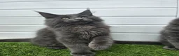 Maine Coon cats for sale: Beautiful gccf pet registered maine coon babies  - Advert 5