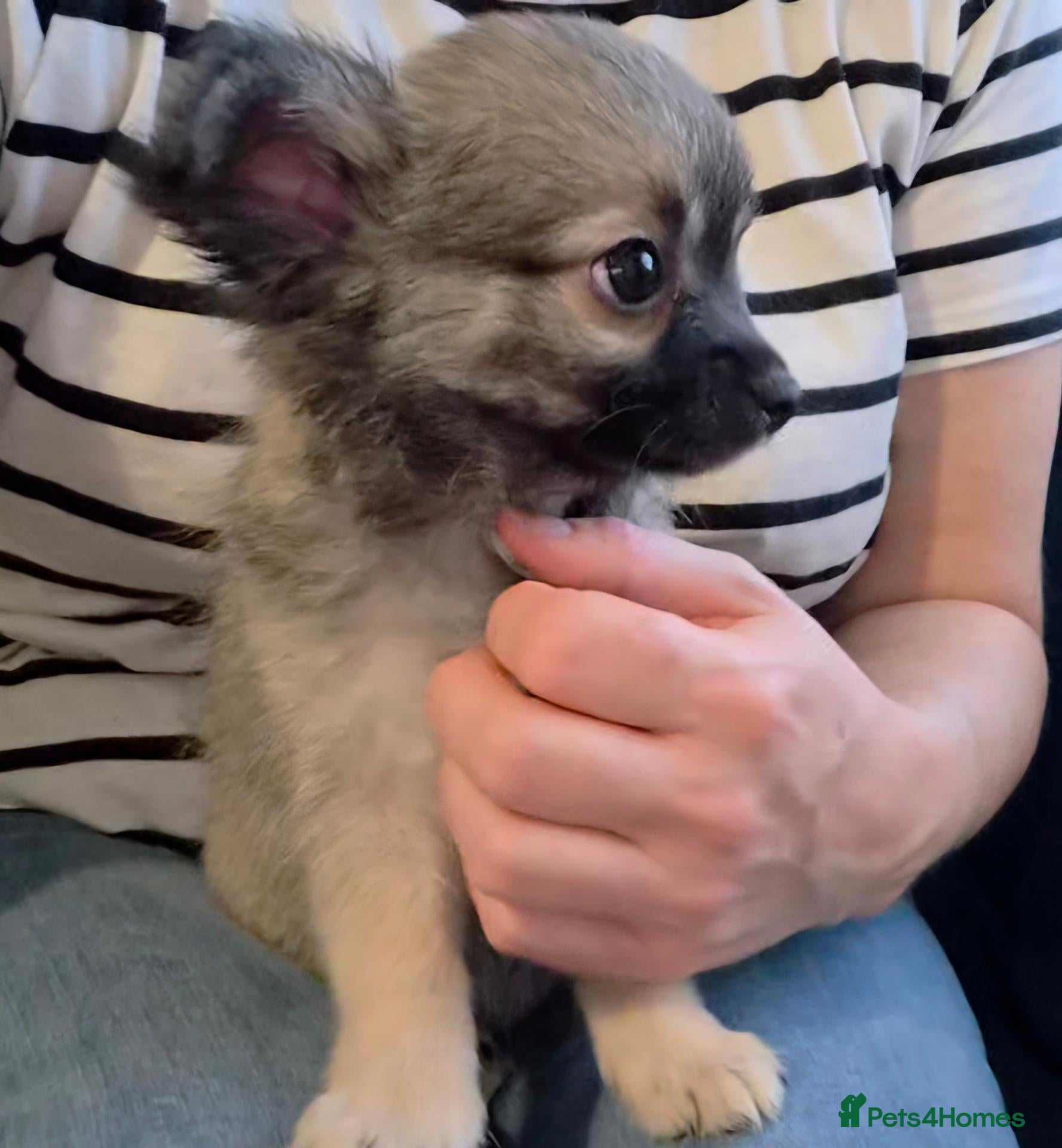 Chihuahua dogs Ready to leave Now long Coat Chihuahua male pup - Advert 10