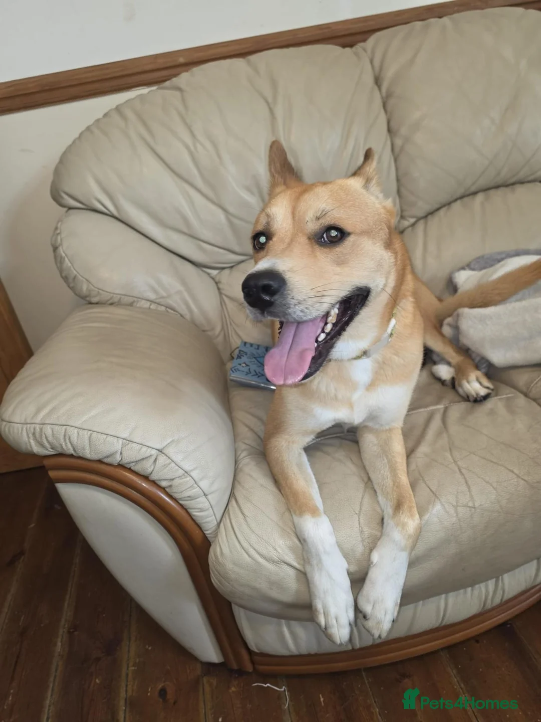 Mixed Breed dogs for sale: Dog breed is a Dingo - Advert 2