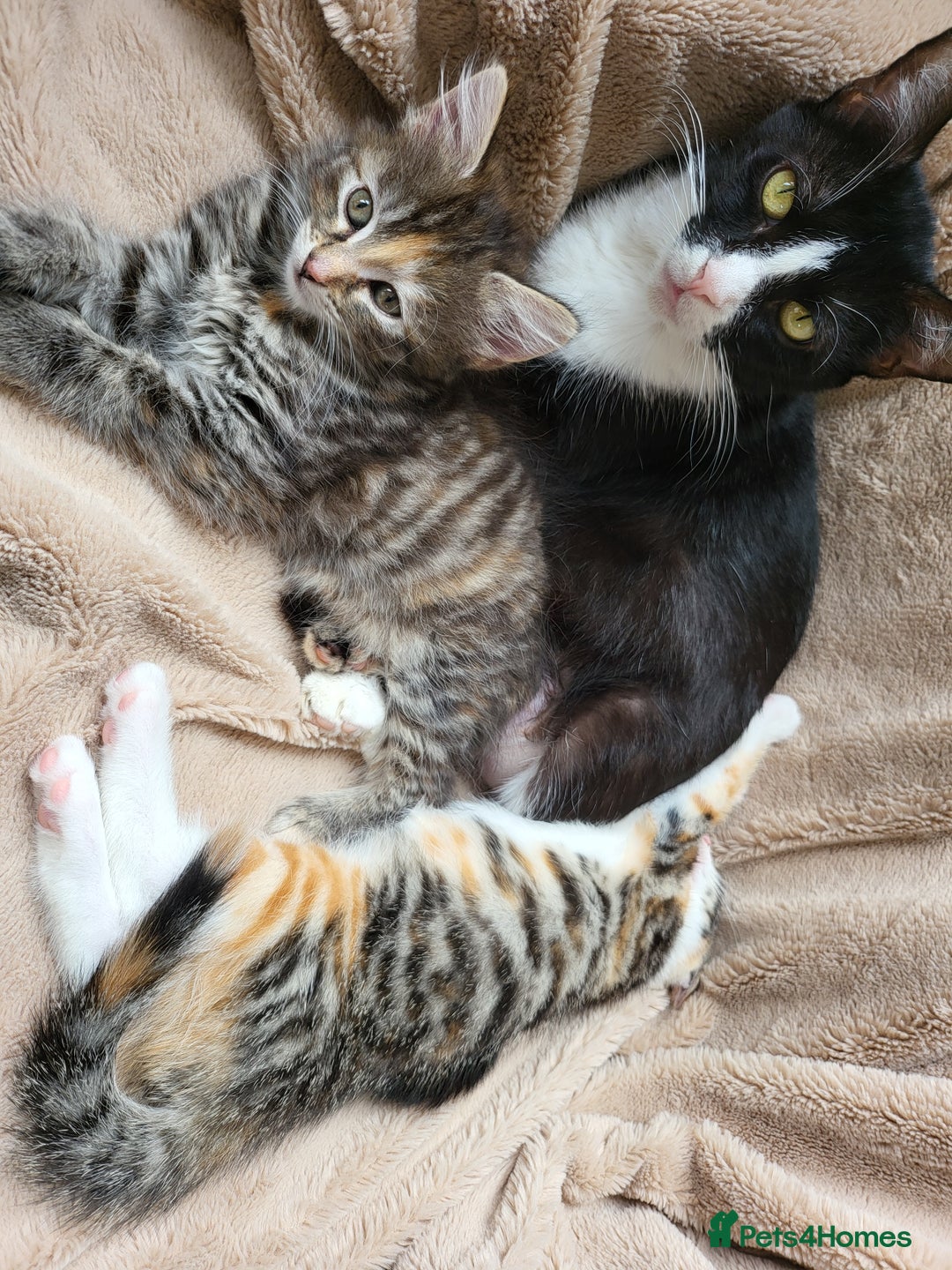 Mixed Breed cats for sale: 2 male kittens  - Image 5