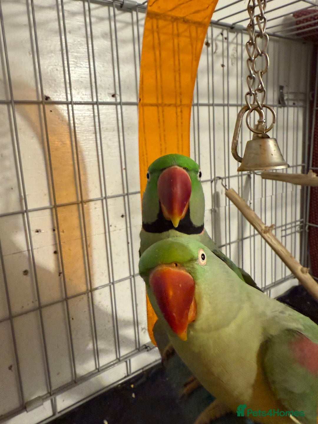 Parrots birds for sale: Alexandrian parrots (pair) for sale   - Advert 2