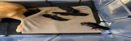 Borador dogs for sale: 7 Labrador cross collie pups.  in Kirkcaldy - Advert 12
