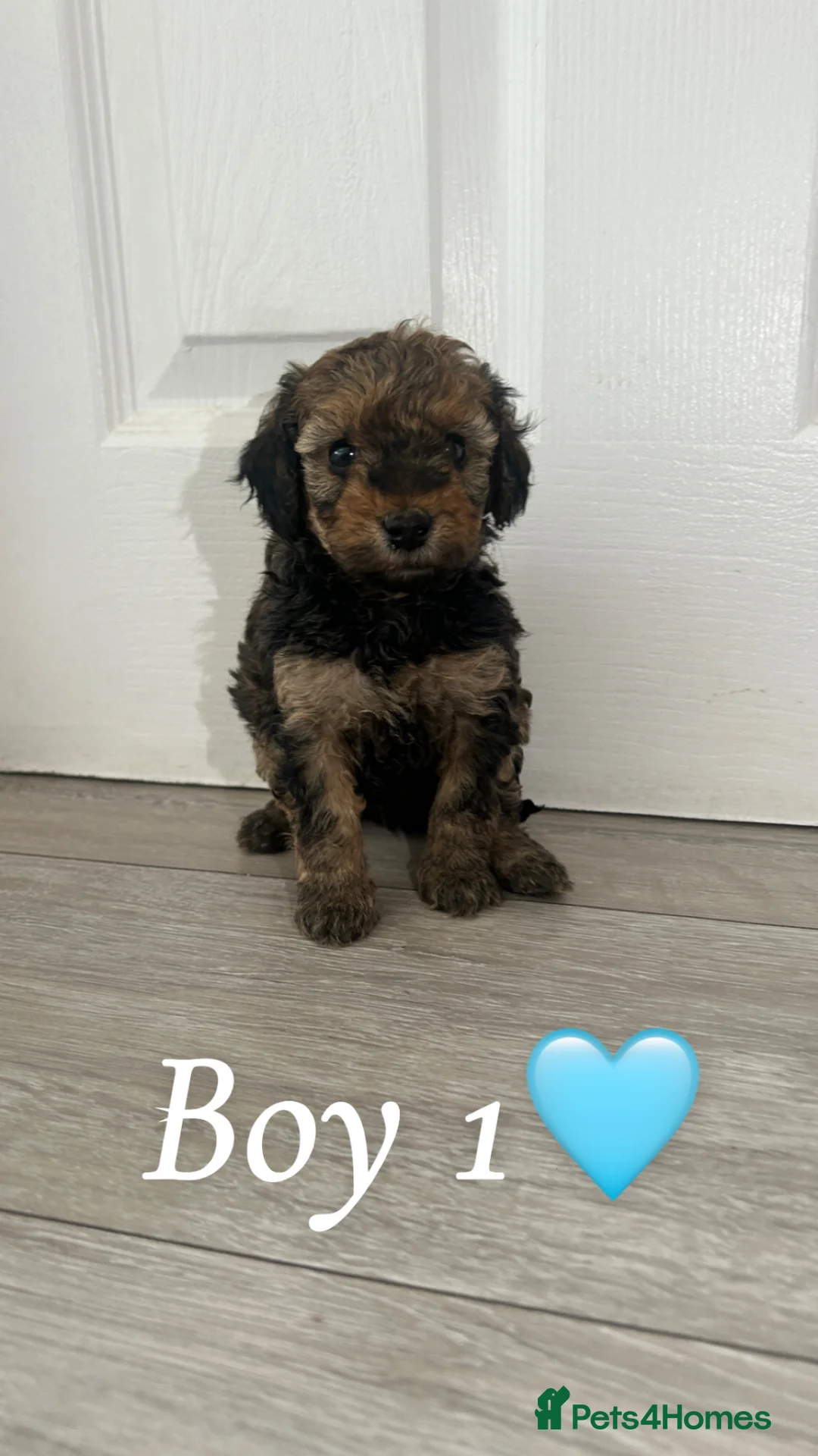 Cavapoo dogs for sale: Beautiful F1B Cavapoo Puppies in Uxbridge - Advert 9