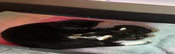 Mixed Breed cats for sale: Kittens - Advert 2
