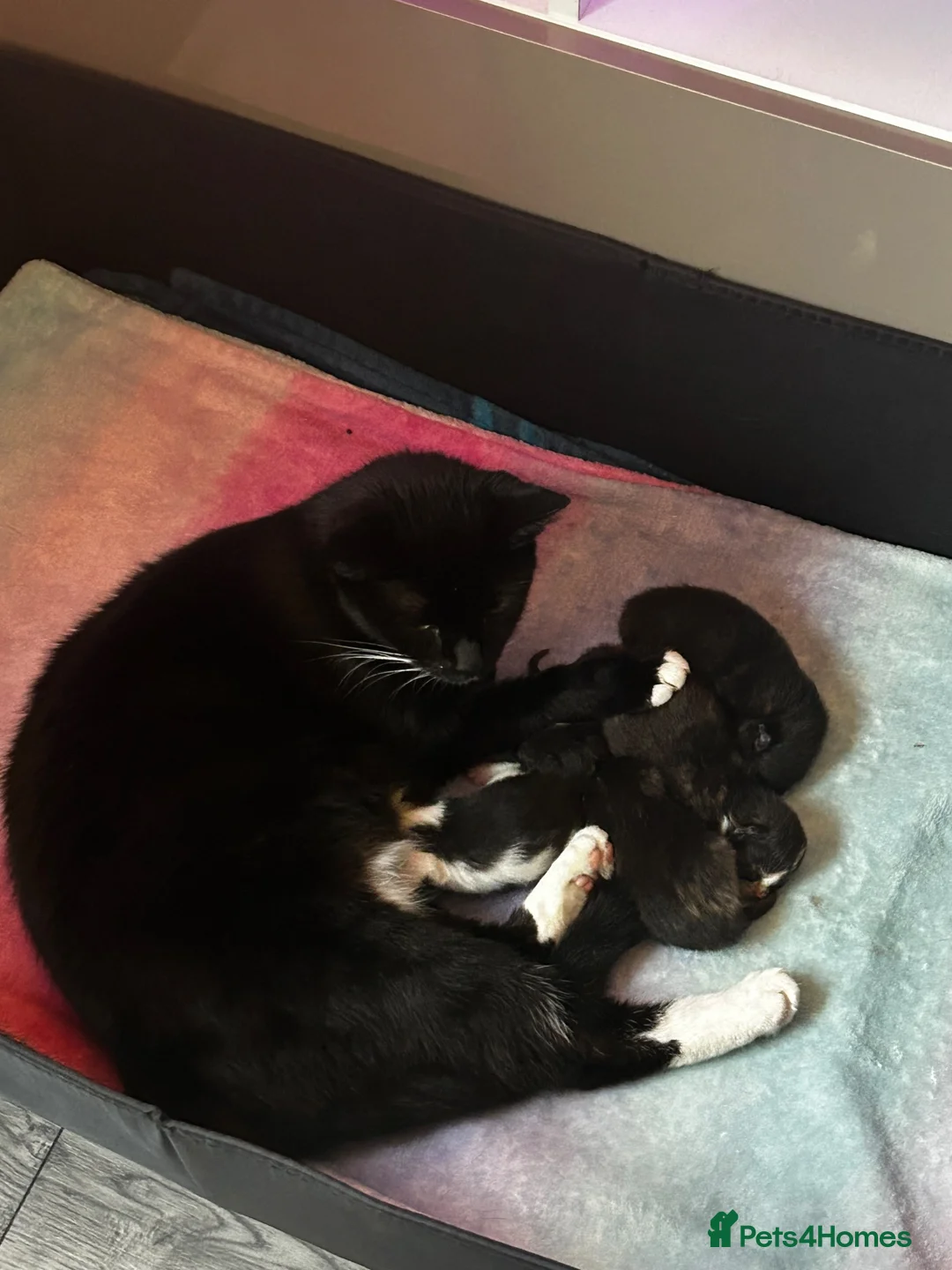Mixed Breed cats for sale: Kittens - Advert 2