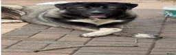 Mixed Breed dogs for sale: Live stock guardian/gard dogs in Scunthorpe - Advert 13