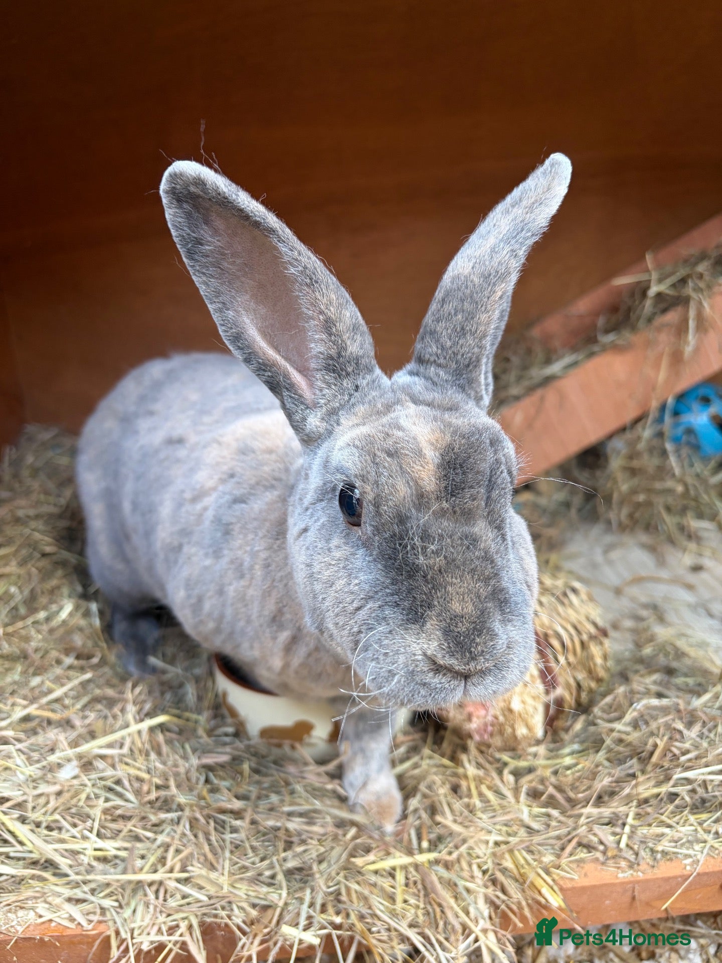 Rex rabbits Rex Boy Looking for a new home - Advert 5