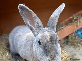 Rex rabbits Rex Boy Looking for a new home - Advert 5