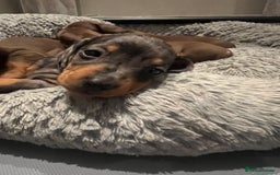 Miniature Dachshund dogs for sale: Last boy KC REG PRA CLEAR - Image 23