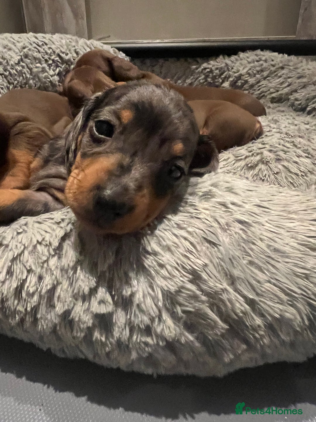 Miniature Dachshund dogs for sale: Last boy KC REG PRA CLEAR - Image 23