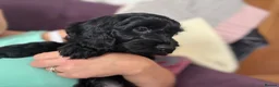 Cockapoo dogs for sale: *READY TO LE F1 cockapoo-health tested parents - Advert 8