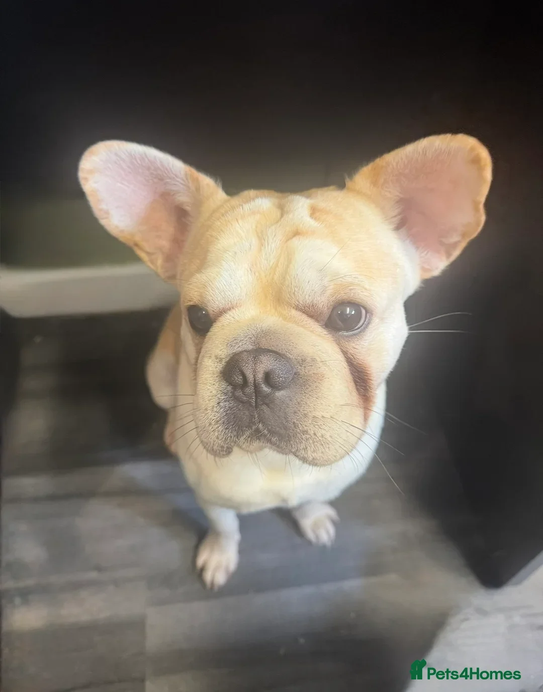 French Bulldog dogs for sale: Male French bulldog  - Image 2