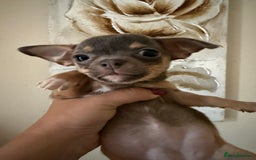 Chihuahua dogs for sale: Lilac tricolour chihuahua puppies - Image 20