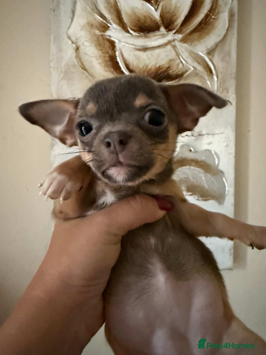 Chihuahua dogs for sale: Lilac tricolour chihuahua puppies - Image 20