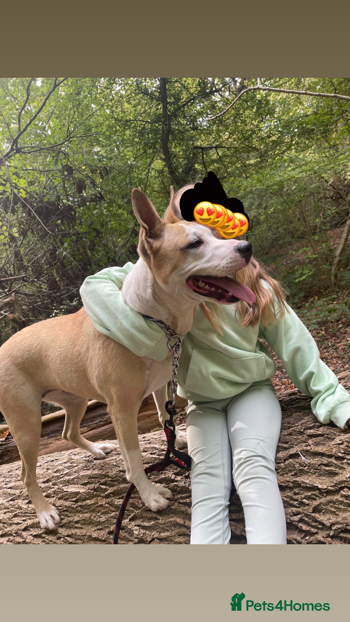 Mixed Breed dogs Puppies - Ready Soon 💙🩷 - Advert 5