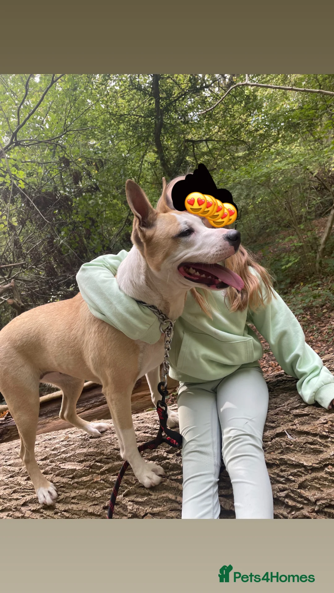 Mixed Breed dogs for sale: Puppies - Ready Soon 💙🩷 - Advert 1