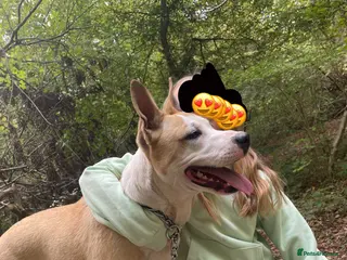 Mixed Breed dogs Puppies - Ready Soon 💙🩷 - Advert 5