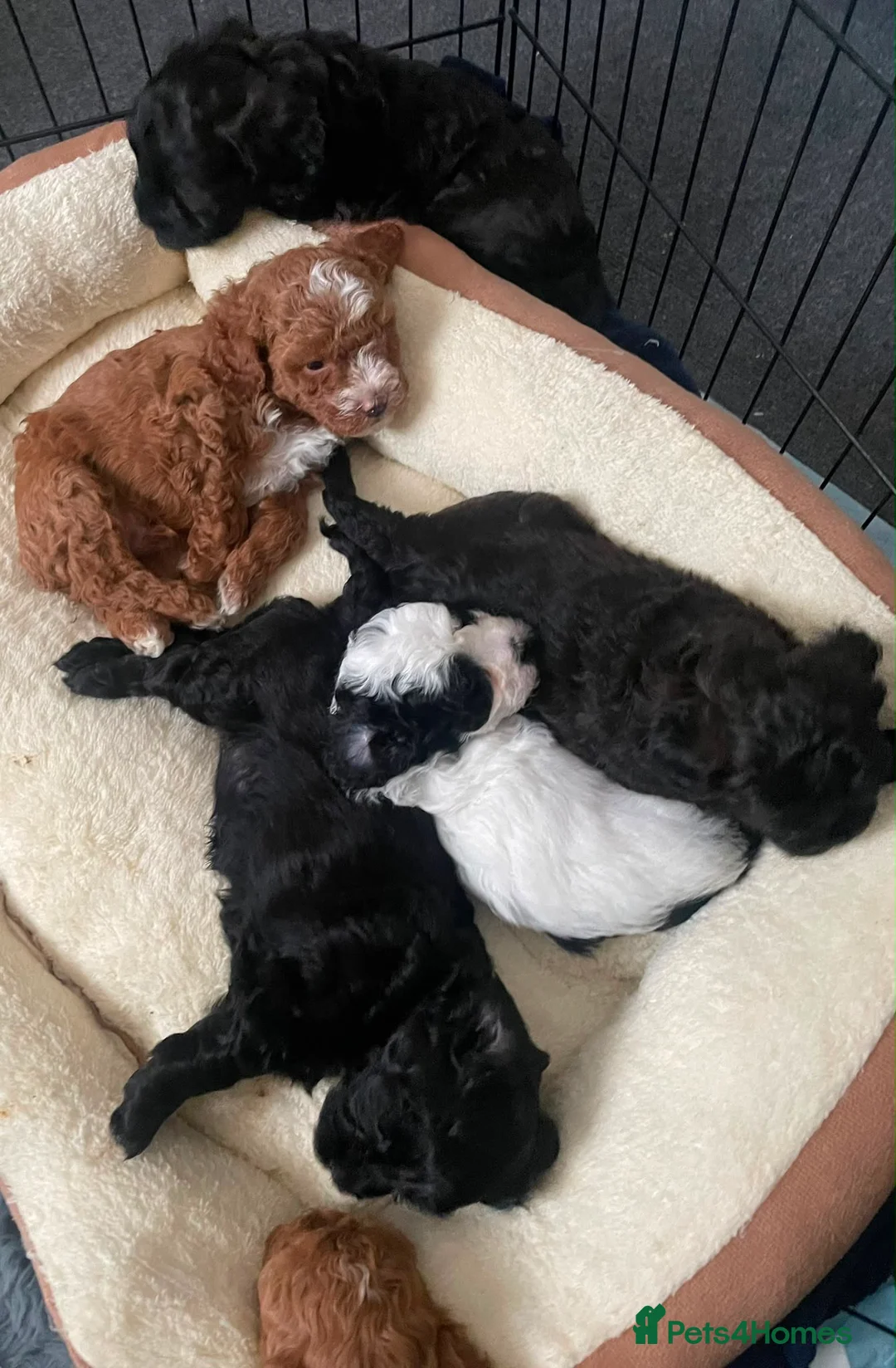 Lhasapoo dogs for sale: Gorgeous Lhasopoo puppies in Rochdale - Advert 2