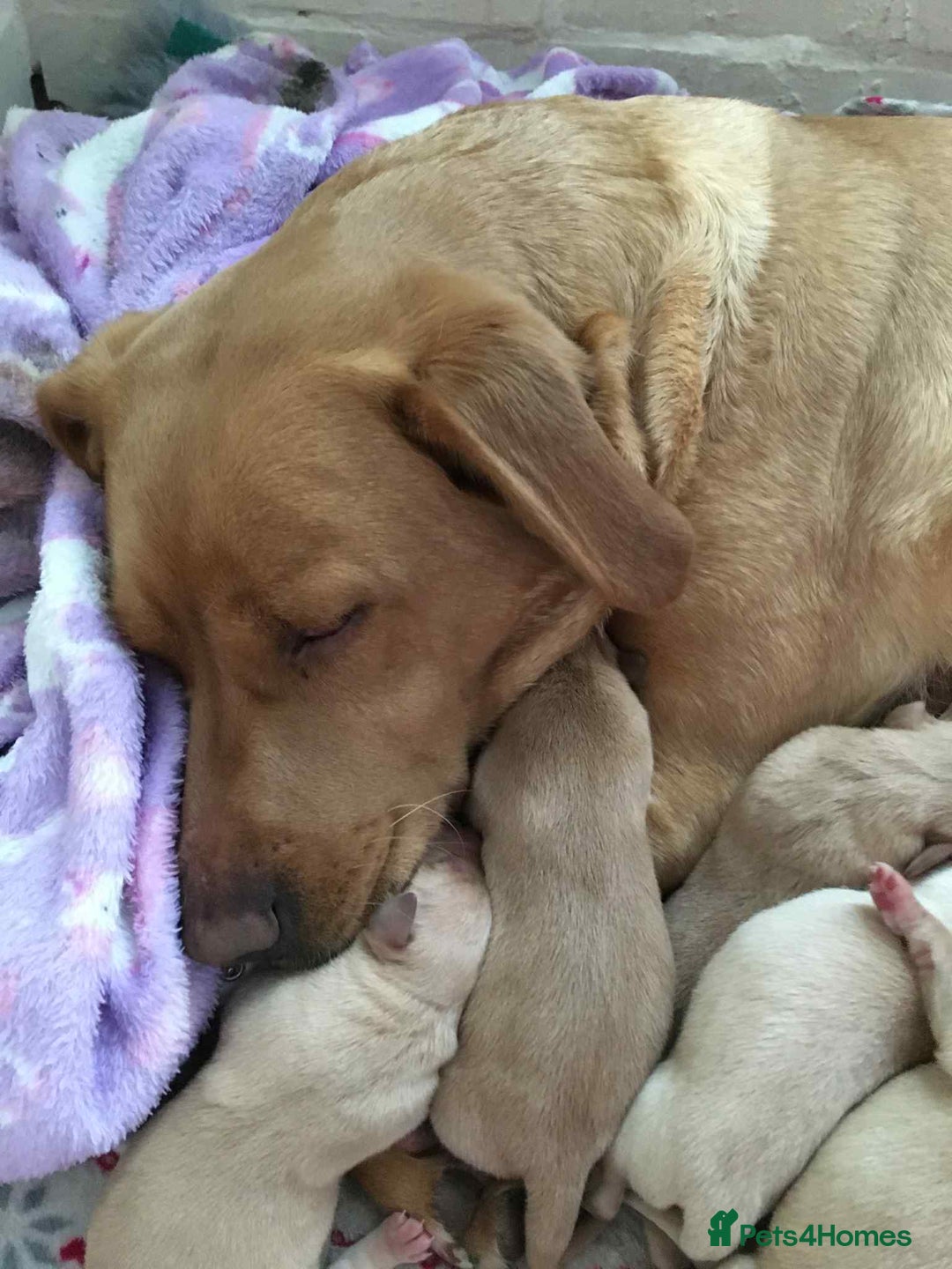 Labrador Retriever dogs for sale: Kc Fox Red Labs Ready Now  - Advert 4