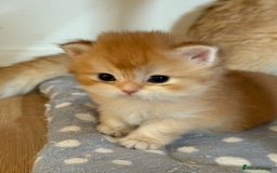 British Longhair cats for sale: GCCF reg BLH Black and Chocolate Golden kittens - Image 30