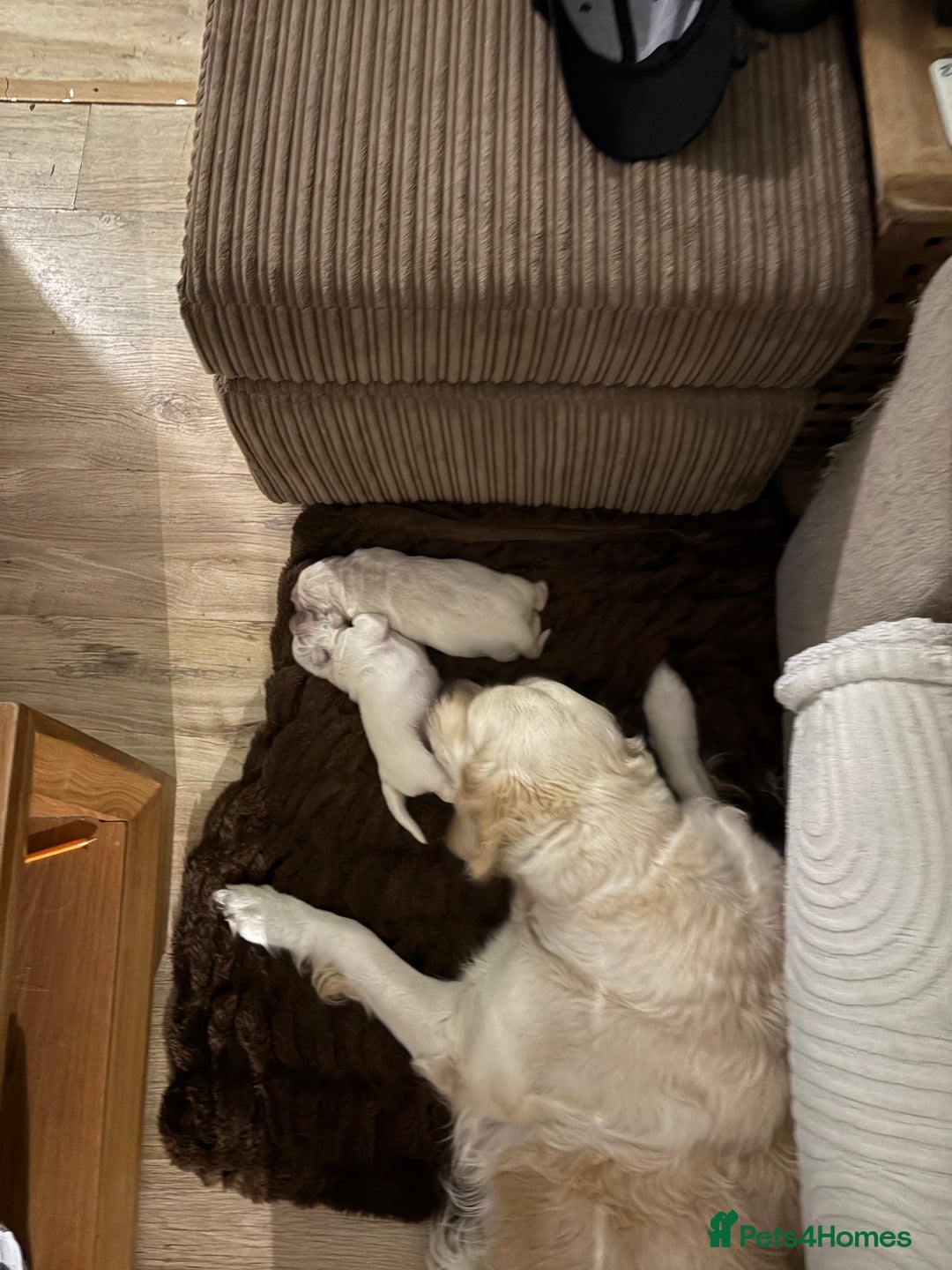 Golden Retriever dogs for sale: KC registered Golden retriever boy puppy - Advert 13