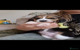 Beagle dogs for sale: Really cute beagle puppies !🐶🐶❤️ - Image 8