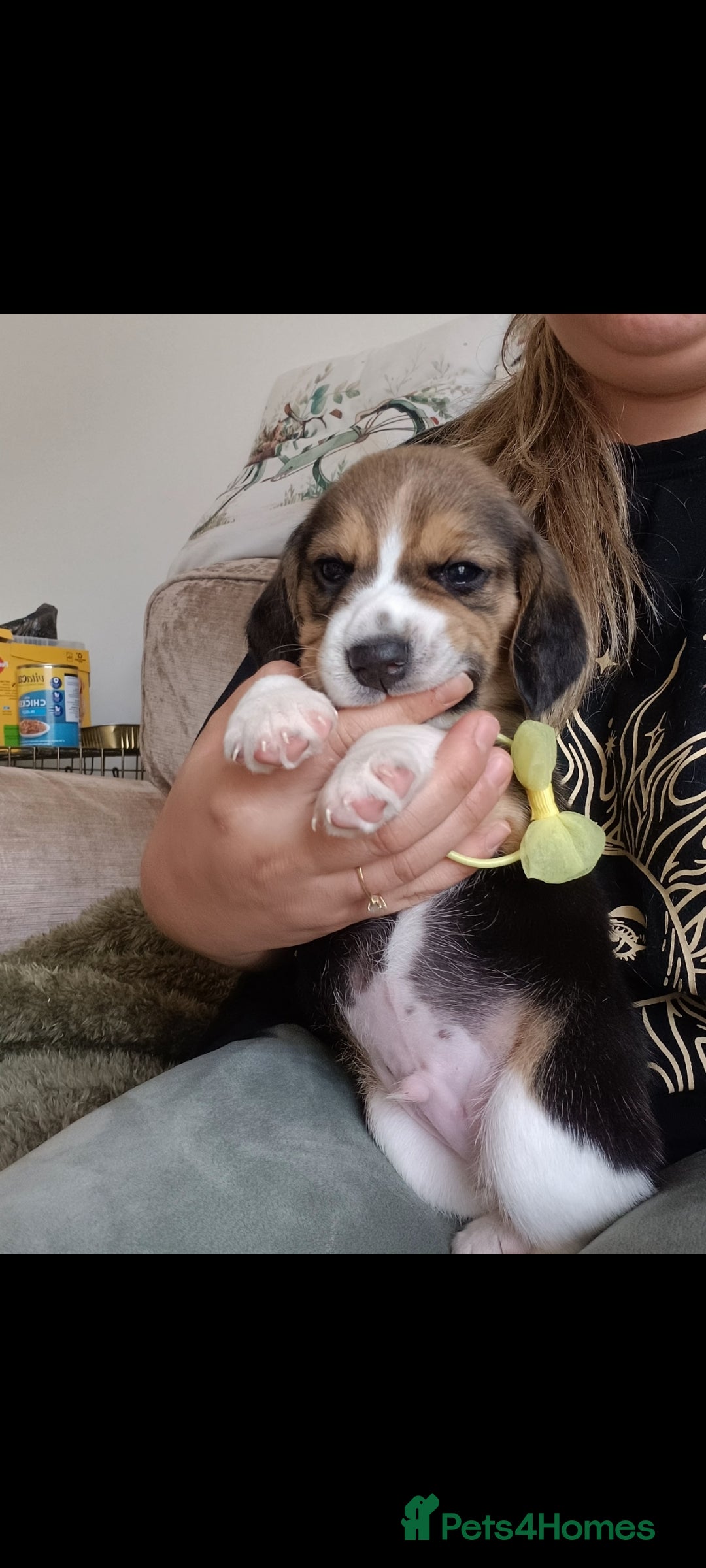 Beagle dogs for sale: Really cute beagle puppies !🐶🐶❤️ - Image 8