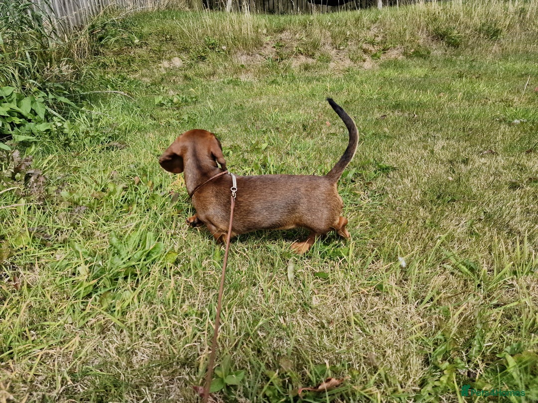 Dachshund dogs for sale: Champion sired, show quality miniature, ready now. - Image 27