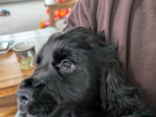 Cocker Spaniel dogs KC Registered Show type cocker spaniels. - Advert 6