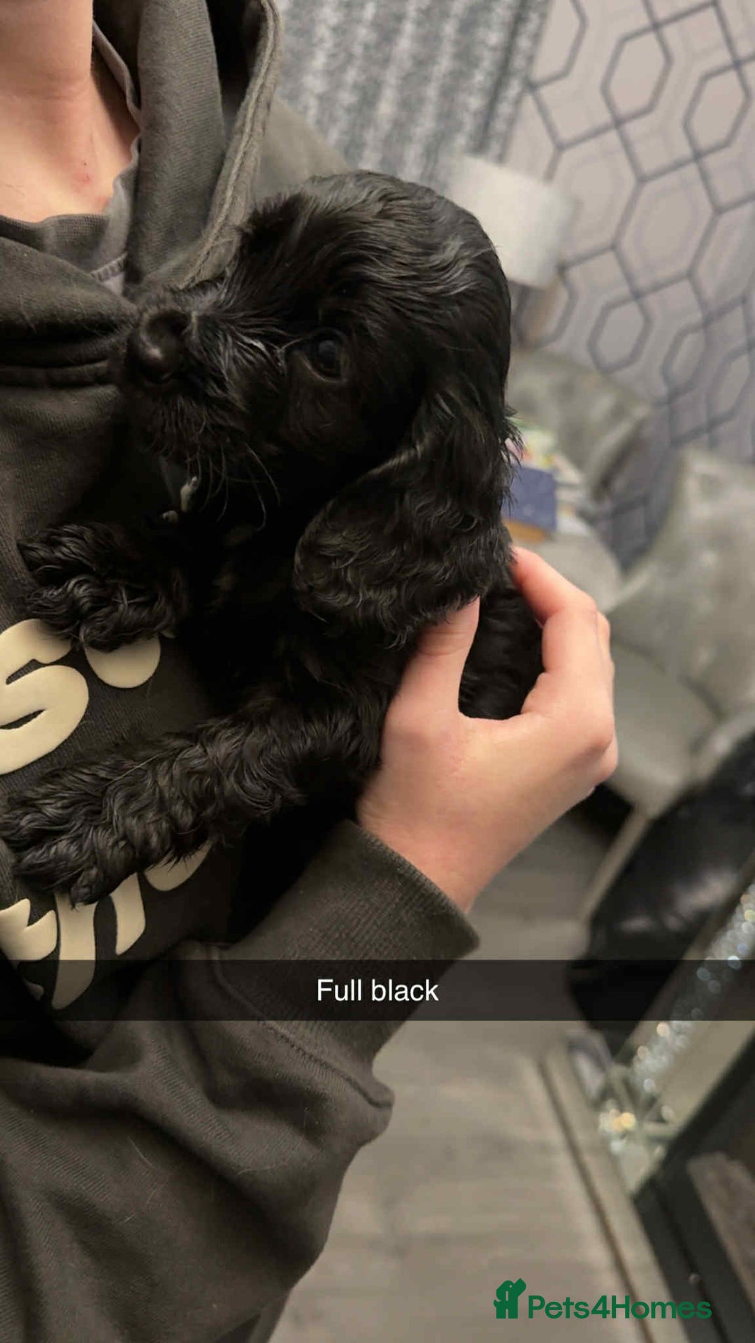 Cocker Spaniel dogs for sale: 5 th Generation Cocker Spaniel Pups/Ready to leave - Image 4