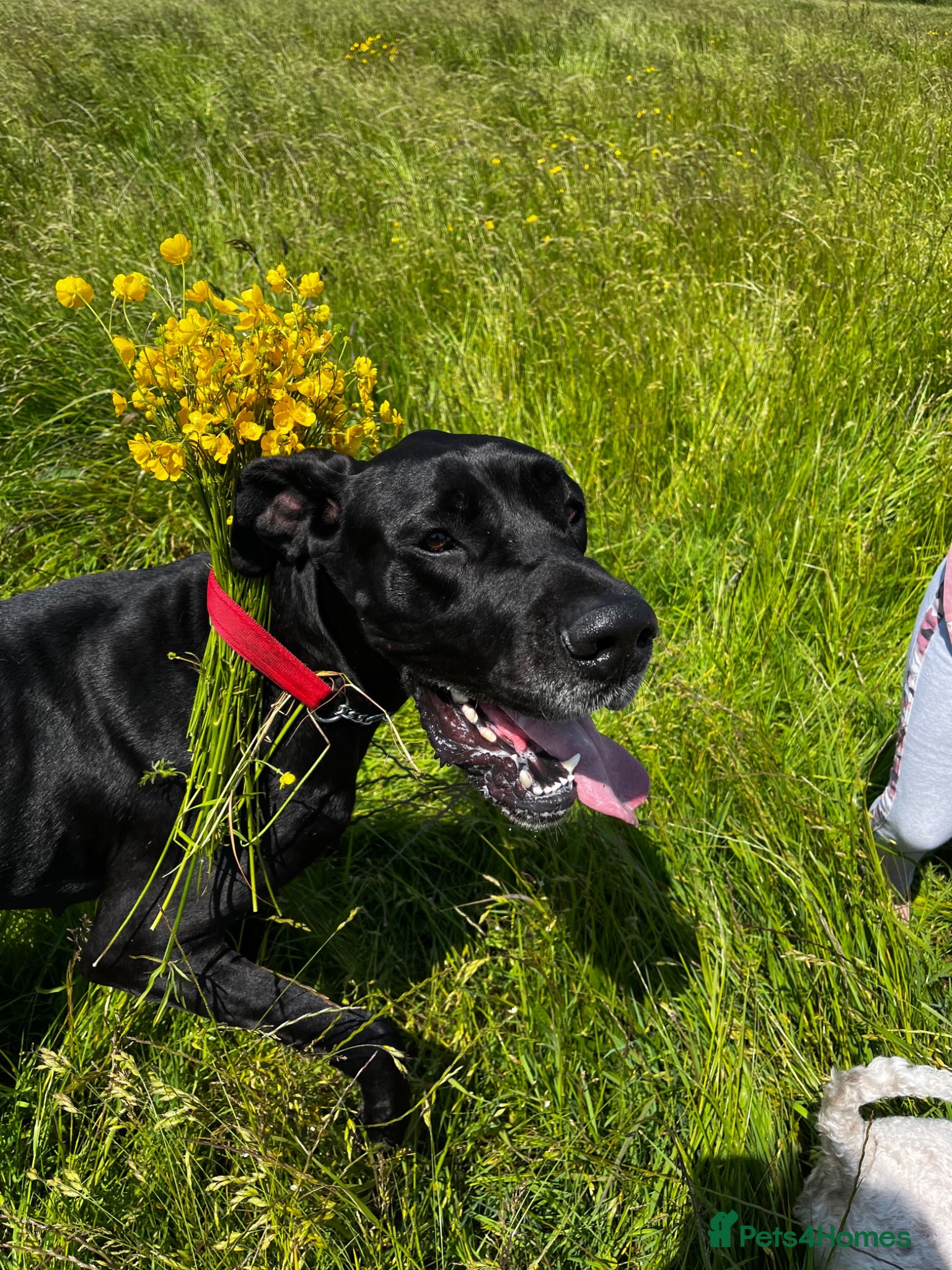Great Dane dogs Female Great Dane Belle  - Advert 3