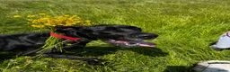 Great Dane dogs for sale: Female Great Dane Belle  in Dover - Advert 1
