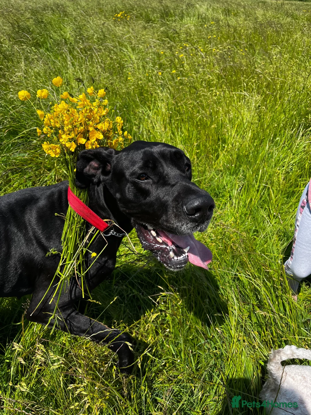 Great Dane dogs for sale: Female Great Dane Belle  in Dover - Advert 1