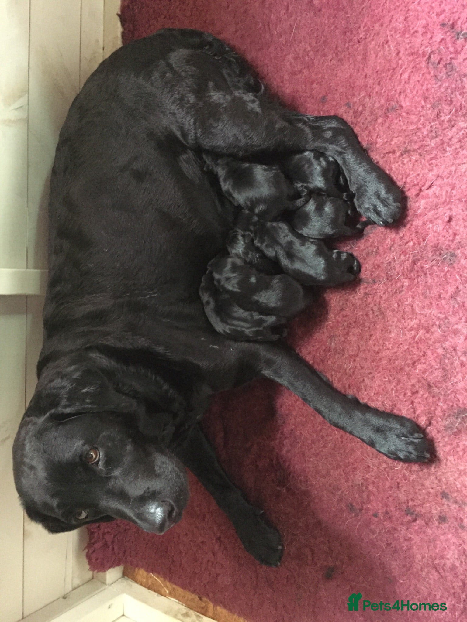 Labrador Retriever dogs Bold and Confident Black Labrador Pups - Advert 2