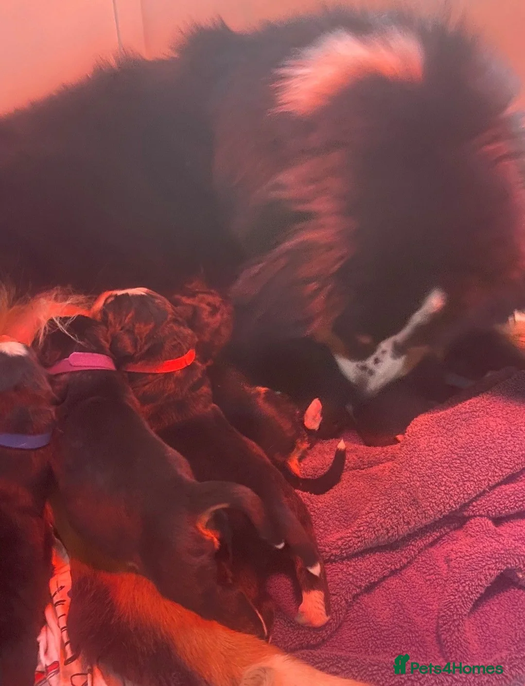 Bernese Mountain Dog dogs for sale: Health Tested Beautiful BMD Puppies in Solihull - Advert 5